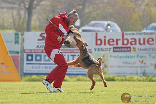 Airedale Terrier Baro von Haus Schirmer